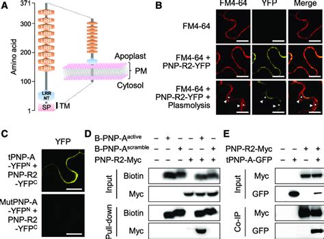 PNP A Interacts With A Novel PM Localized LRR Receptor Like Protein