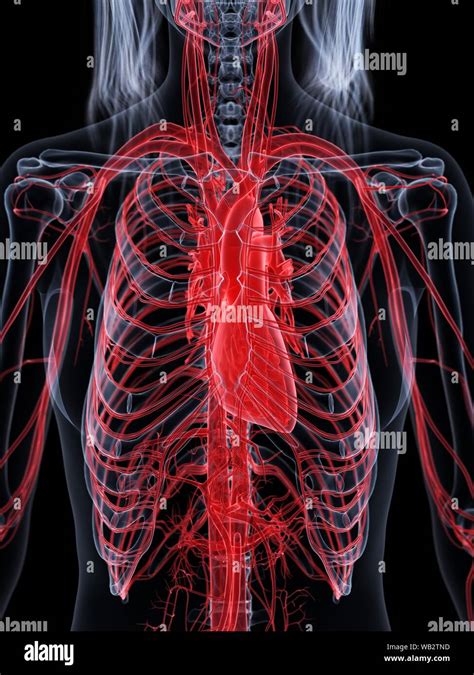 Female Vascular System Computer Illustration Stock Photo Alamy