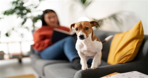 Cuáles son las mejores mascotas para departamentos Edifica