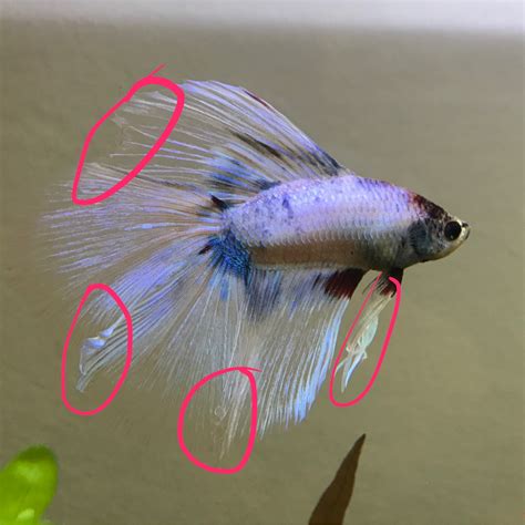 Betta Fins Curling Aquarium Fish Forum 258312