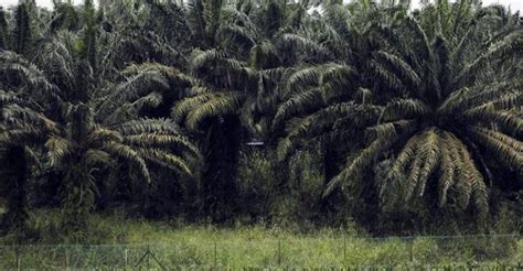 Polemik Lahan Plasma Sawit Pj Gubernur Babel Minta Penjelasan Pt