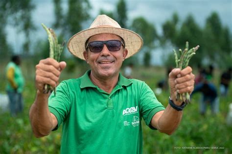 Agricultura Familiar Colheita Do Feij O Caupi Se Inicia Em