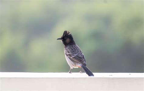 400 Free Bulbul Berkacamata Putih And Bulbul Photos Pixabay