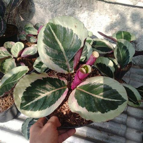 Jual Tanaman Hias Calathea Cynthia Calathea Cintia Calatea Cintya