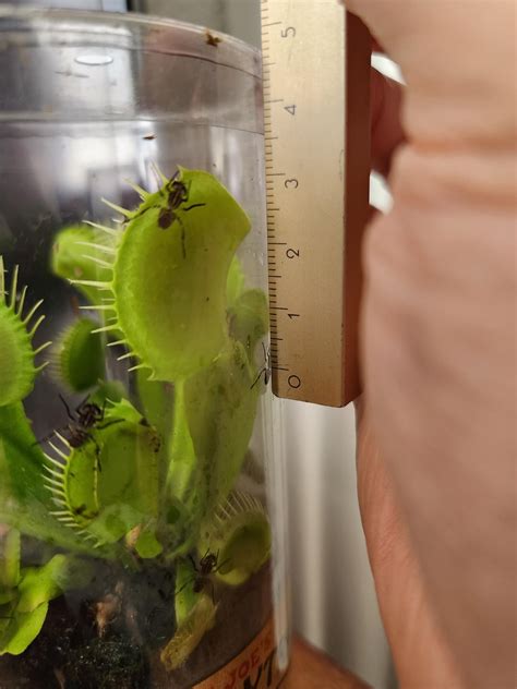 Rocket Farms Venus Flytrap Cultivar Rsavagegarden