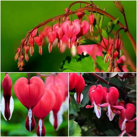 25 Dicentra Spectabilis Seeds Red Bleeding Heart Seeds Etsy