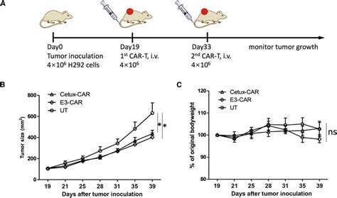 Antitumor Efficacy Of Car T Cells In A Human Lung Cancer Xenograft Download Scientific Diagram