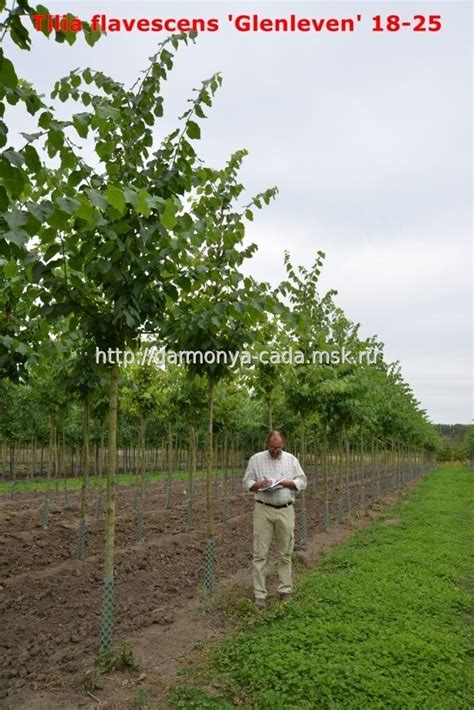 Липа желтеющая Гленлевен Tilia Flavescens Glenleven