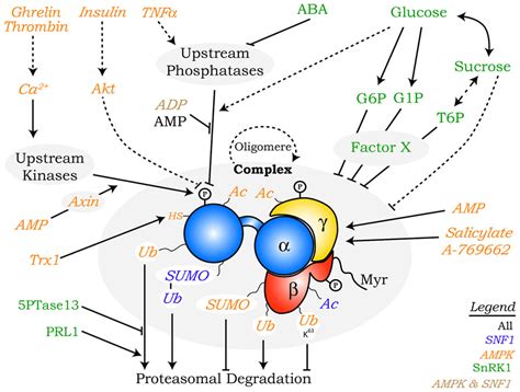 Frontiers Mechanisms Of Regulation Of Snf Ampk Snrk Protein Kinases