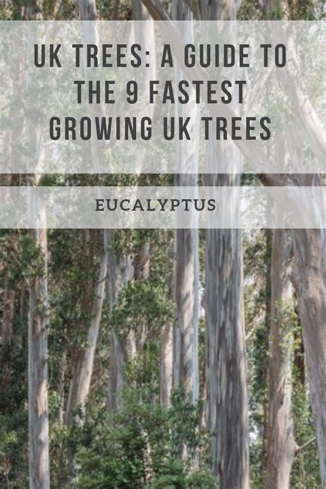 Uk Trees A Guide To The 9 Fastest Growing Uk Trees Fast Growing Trees Growing Tree