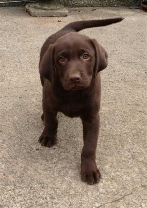 Chocolate Labrador Photography