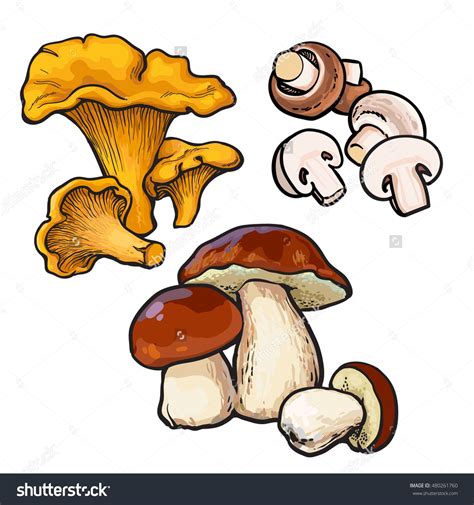 Set Of Chanterelle Champignon Porcini Edible Mushrooms Sketch Style