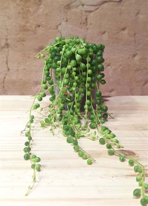 Acheter Senecio Rowleyanus Collier De Perles En Ligne Indoorpoppies