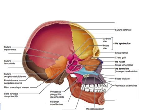 Diagram Of Laterale De La Tete Vue Gauche Quizlet