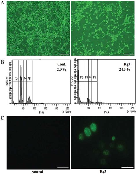 Figure From Ginsenoside Rg Induces Apoptosis In The U Mg Human