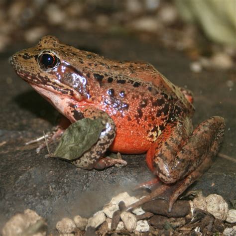 NORTHERN RED-LEGGED FROG | College of Agricultural Sciences