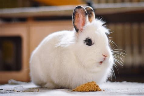 Rabbit Hemorrhagic Disease Symptoms Causes And Treatment