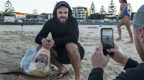 Shark washes up on Bondi Beach | The Advertiser