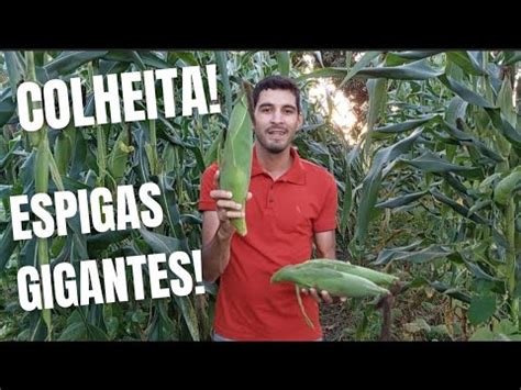 Colheita Do Milho Ag Aos Dias Espigas Gigantes Youtube