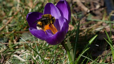 Projektideen Obst Gartenbauverein Gro Berg