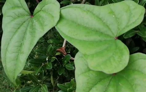 野山药是什么植物 蜜源植物 酷蜜蜂