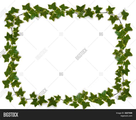 Ivy Border Frame Design Element Image And Photo Bigstock