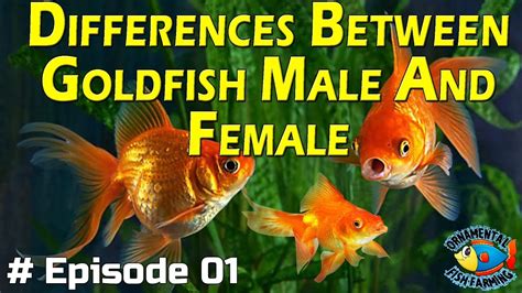 Difference Between Male And Female Goldfish