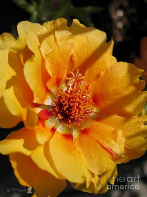 Portulaca In Orange Fading To Yellow Photograph By J Mccombie Fine