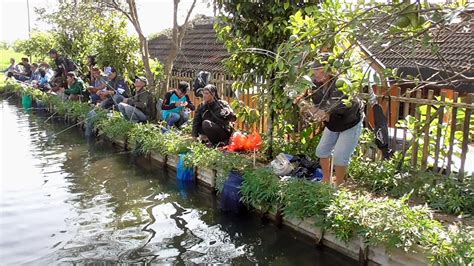 Mancing Indukan Ikan Bawal Bareng Anglers Bandung Raya Borongan Kolam