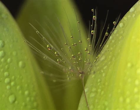 Fondos De Pantalla Agua Verde Roc O Vegetaci N Fotograf A Macro