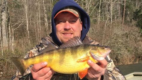 TWRA Michigan Man Catches Record Breaking Yellow Perch In Polk County