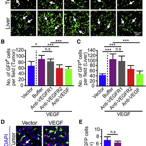 VEGFR2 Blockade Inhibits Circulating VEGF Induced BM Vascular Dilation