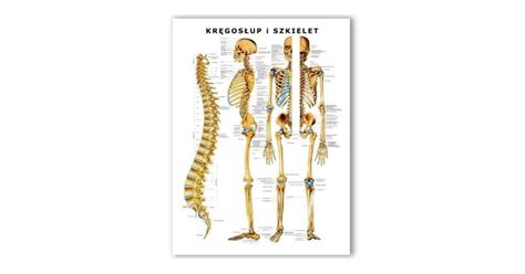 Plansza anatomiczna z uchwytem do zawieszenia Kręgosłup i szkielet