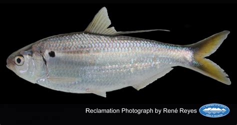 Threadfin Shad Fronteras