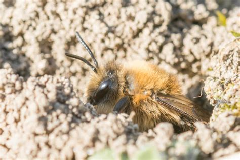 Do Bees Hibernate Where Do Bees Go In The Winter