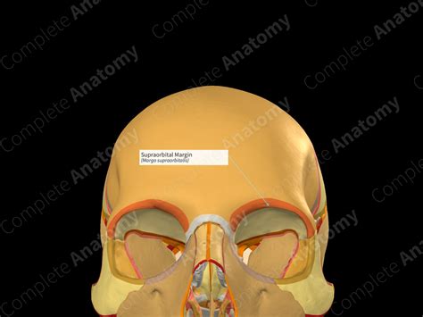 Supraorbital Margin Right Complete Anatomy