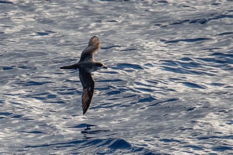 Barau S Petrel Pterodroma Baraui Observation Org