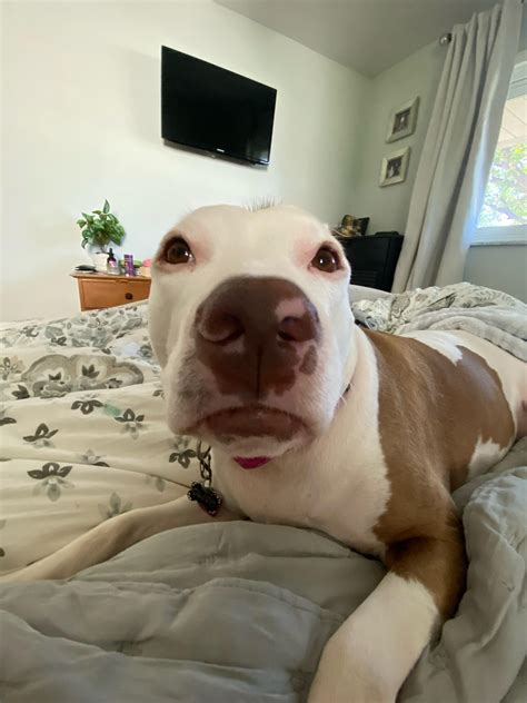 Sea Lion With A Pouty Lip R Amstaffpitts