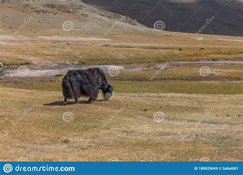 Yak Pastures of Mongolia. High in the Mountains Stock Image - Image of ...