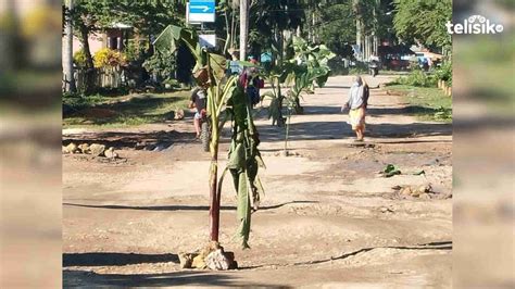 Tak Kunjung Diaspal Warga Kesal Tanam Pohon Pisang Di Jalan Poros Raha