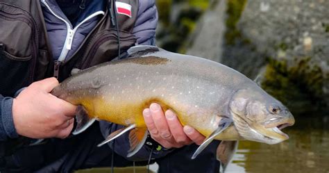 Arctic Char Fish Partner Fly Fishing In Iceland