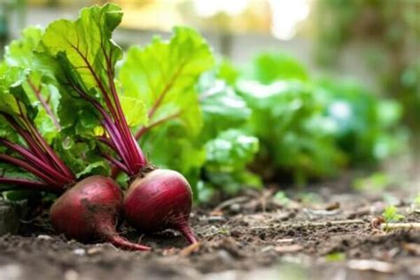 Unveiling The Magic Of Beet Seed Planting Can You Really Grow Beets