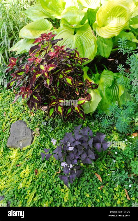 Shade Garden Of Perennials Connecticut Stock Photo Alamy