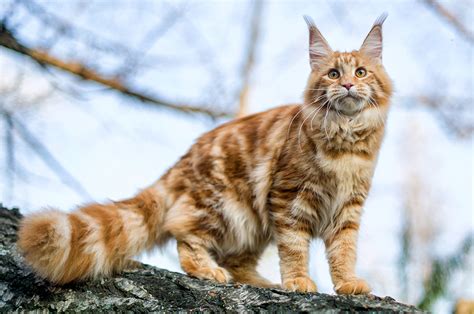 Angry Ginger Maine Coon Cat Gazing On Black Background Greeting Card By