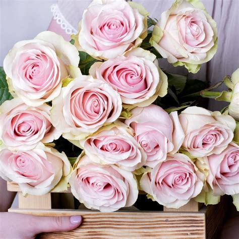 Frutteto Roses For Sale Blush Vintage Pink Rose Flower Explosion