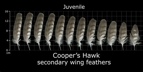 The Feather Atlas - Feather Identification and Scans - U.S. Fish and Wildlife Service Forensics ...