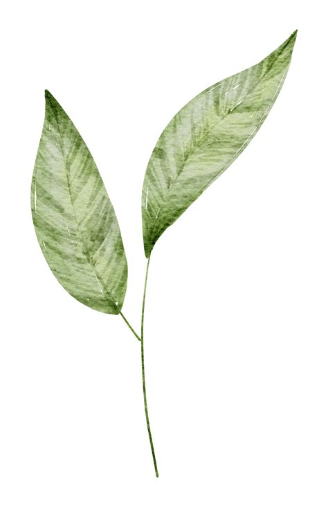 Acuarela De Elemento De Hoja Verde 10180571 Png