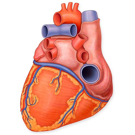 Posterior External Features Of The Heart Diagram Quizlet