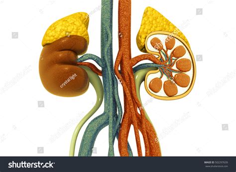 Human Kidney Cross Section3d Render 스톡 일러스트 502297639 Shutterstock