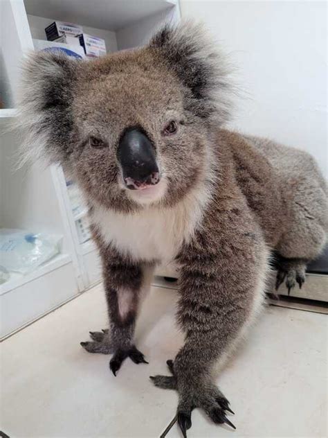 Koalas and Chlamydia - Adelaide Koala and Wildlife Centre